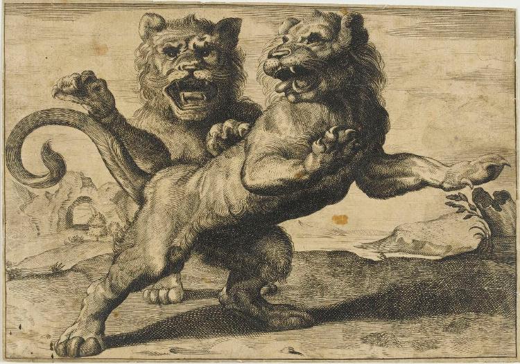 Zwei brüllende Löwen (Variae Leonum Icones)