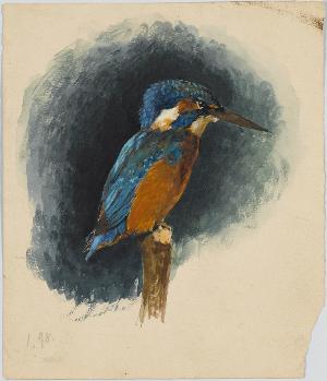 Eisvogel, 1898